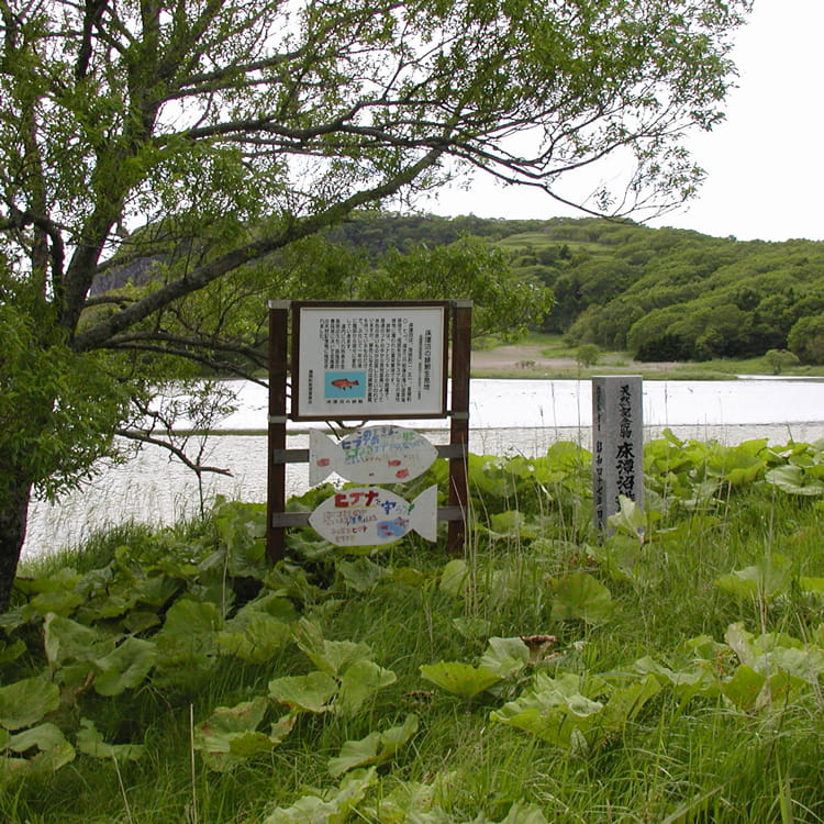 厚岸床潭沼の緋鮒生息地