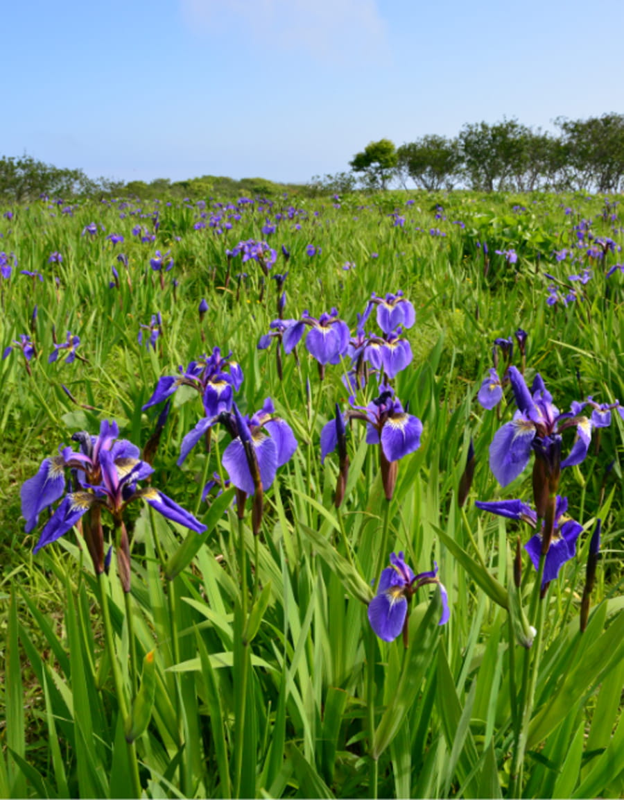 原生花園あやめヶ原