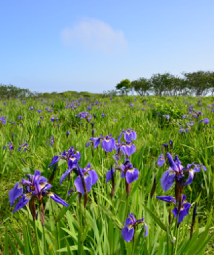 原生花園あやめヶ原