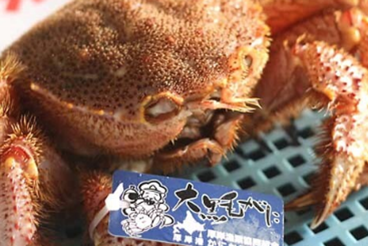 大黒毛ガニ