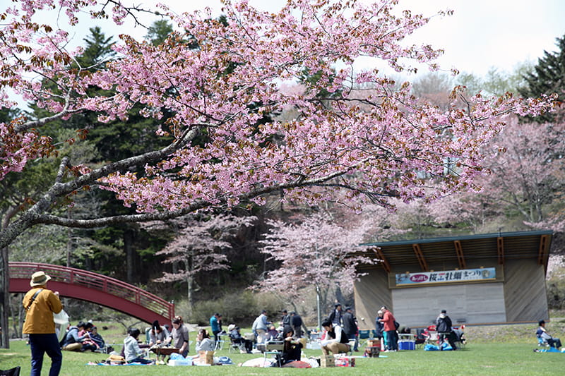 あっけし桜・牡蠣まつりの桜