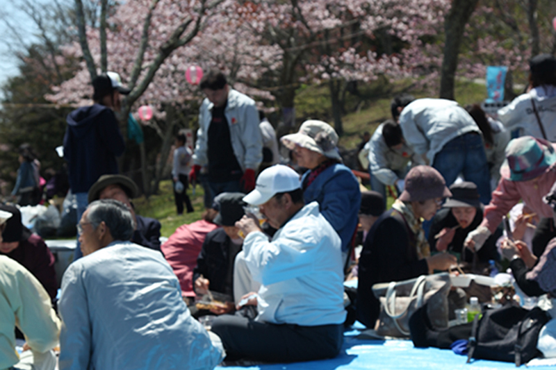 あっけし桜・牡蠣まつり桜の様子