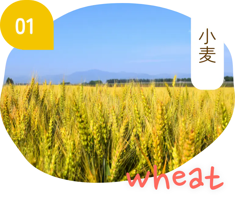小麦