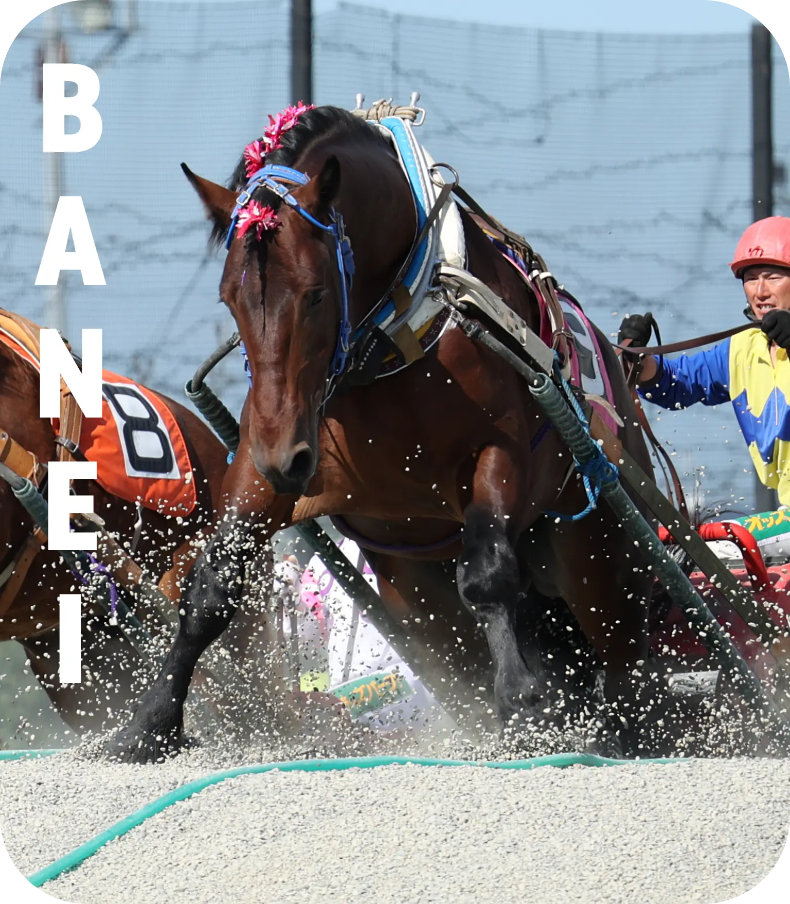 ばんえい競馬