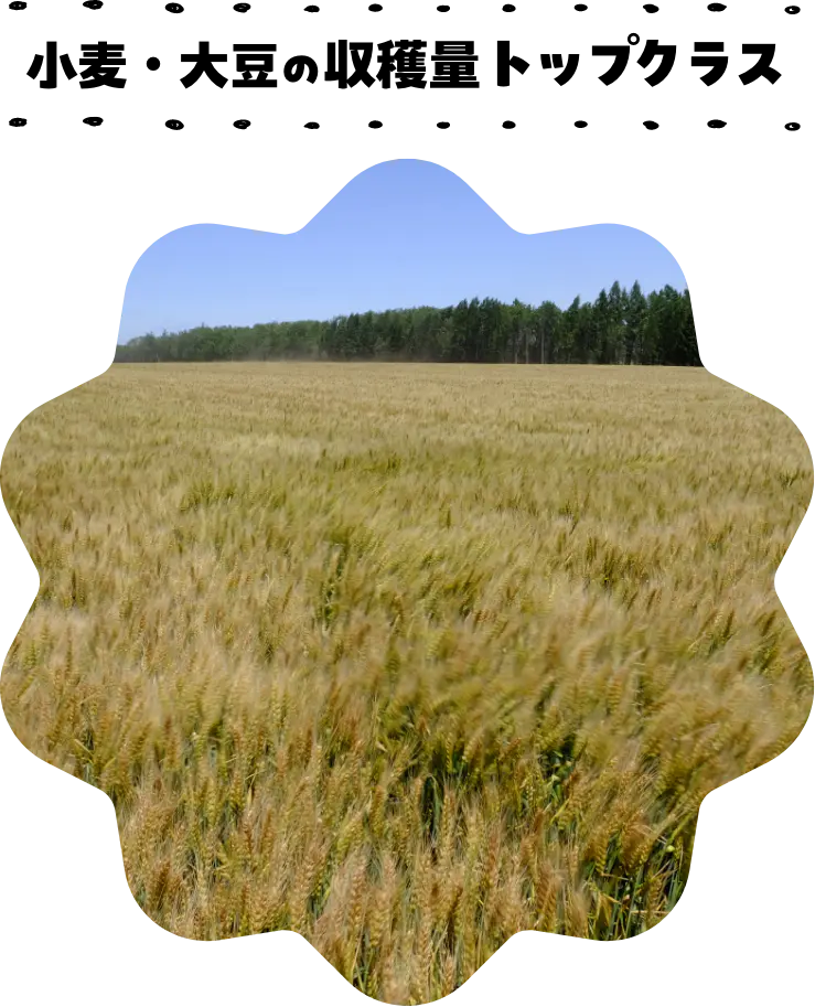 小麦・大豆の収穫量日本一