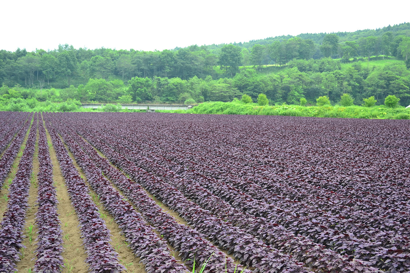 紫蘇畑の写真