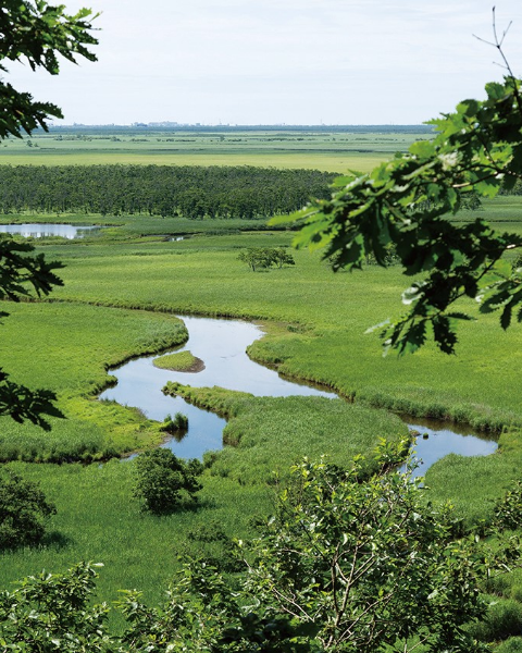 湿原の写真