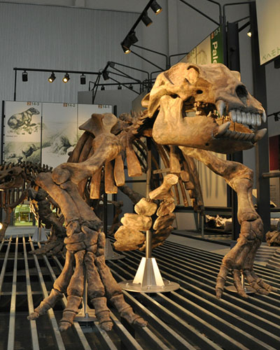 #足寄動物化石博物館