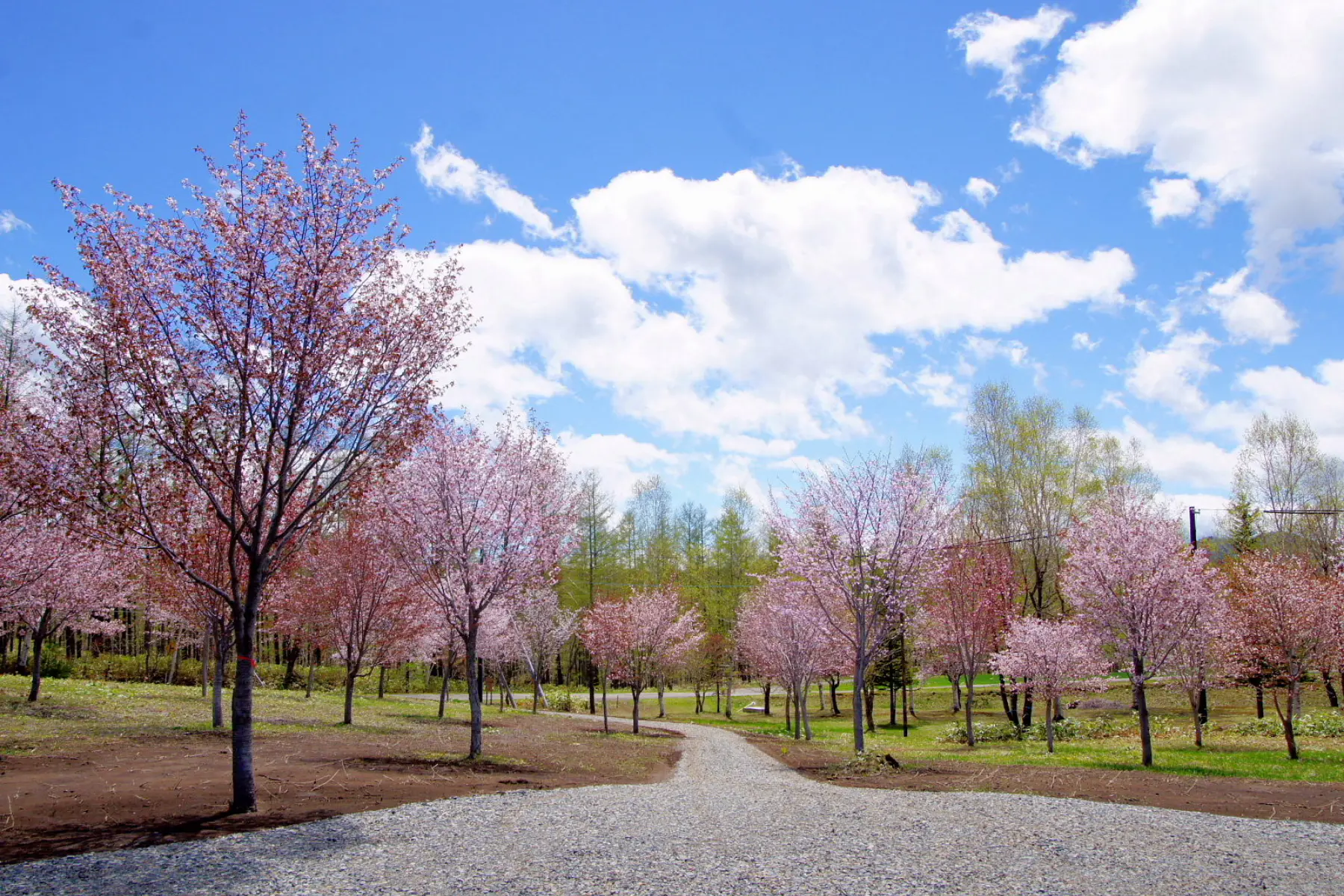桜六花公園