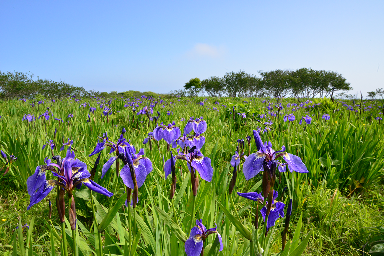 厚岸の町花
