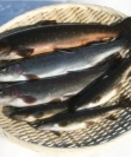 魚（オショロコマ・ヤマベ・ニジマス・銀鮭）